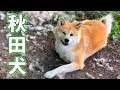 AKITA INU - How I Brush My Japanese Akita Dog | Grooming Routine | 秋田犬