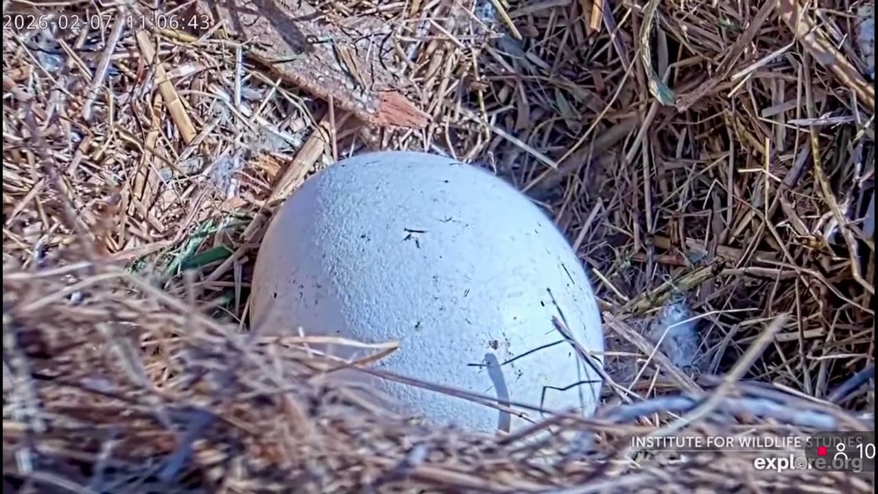 Jak & Audacity- Sauces Eagle Nest❤️02/07/26