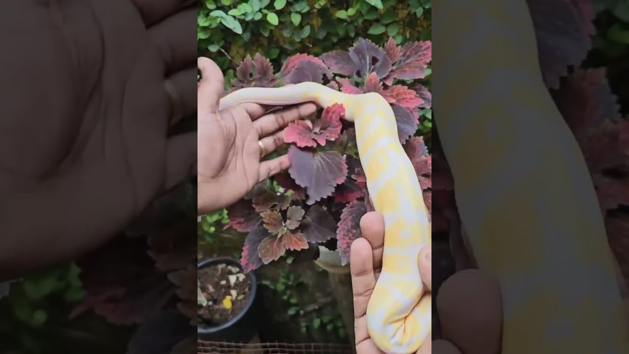 beautiful ball python ❤️ 