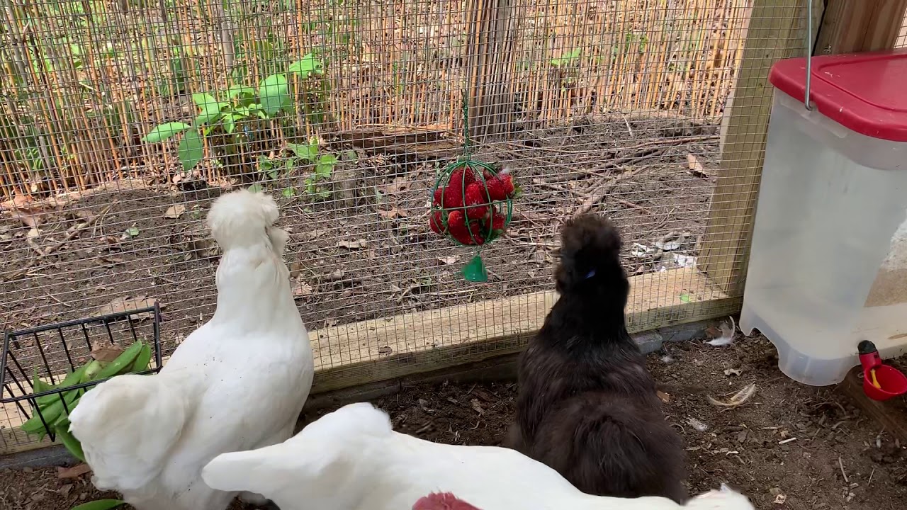 silkie guinea pig Chickens Eating Strawberries Out of Treat Ball