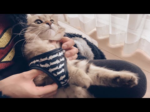 子猫にハーネスをつけてみたよ！【episode21】【サイベリアン】