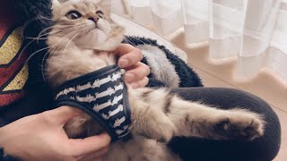 子猫にハーネスをつけてみたよ！【episode21】【サイベリアン】 by サイベリアンのピロシキ  siberian cat pirozhki 601 views 1 month ago 8 minutes, 30 seconds