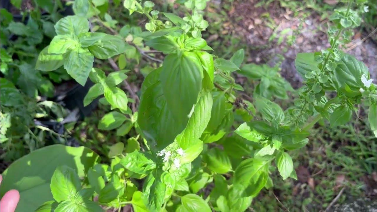 How to store basil leavesbasil leaves YouTube