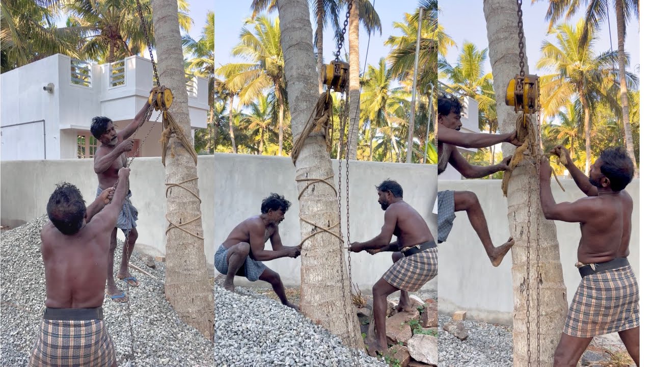 தென்னை மரம் இழந்து கட்டுதல் | #tree #treeservice #treeremoval #treepulling #arul 