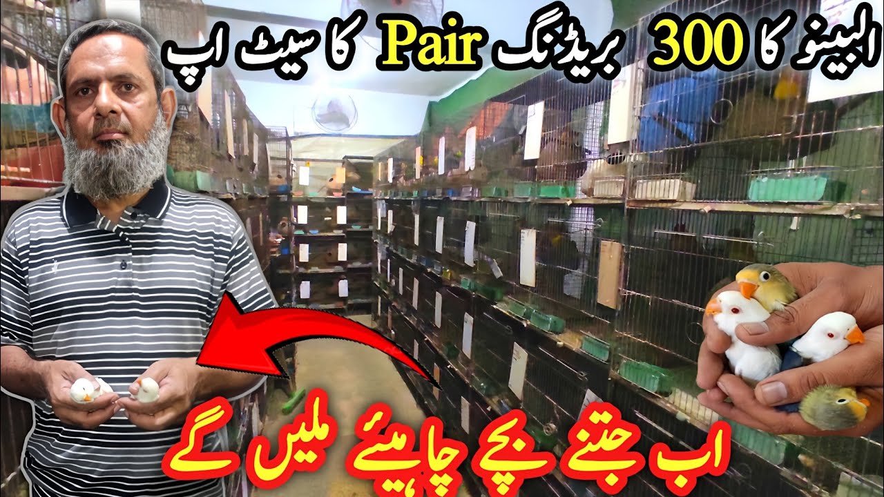 Albino Red Eye Breeding Setup Visit | Behtreen Progress 2024 @SYEDBIRDS