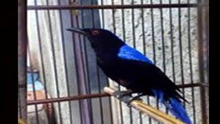 Download Lagu Cucak biru GACOR NGENTROK direkomendasikan untuk isian burung kicau MP3