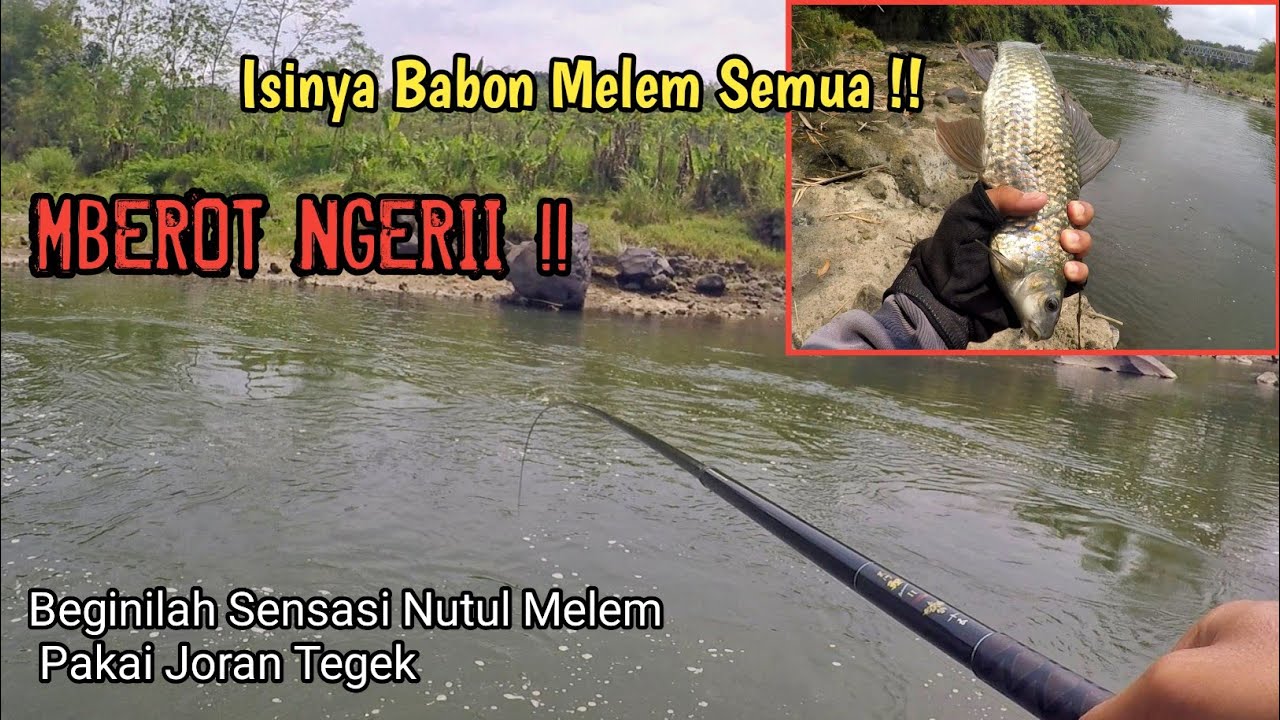 SPOT TAK DIRAGUKAN LAGI!! Isinya Babon Melem Semua. Mancing Melem Sungai Progo