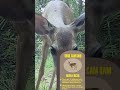 DEER ON TRAIL CAMERA #crikey #steveirwin #deer  #wildlife
