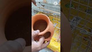 All About Frinch Birds Breeding, Foods, Care, Mating Zebra Frinch