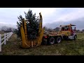 Installing  moving big trees in the garden   garden answer