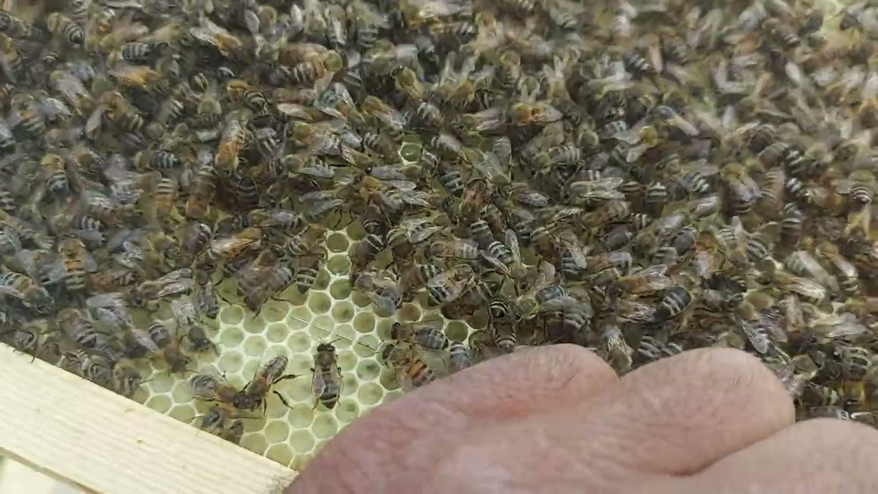 النحل المرزوم في اليوم الثالث تعرف واستفيد