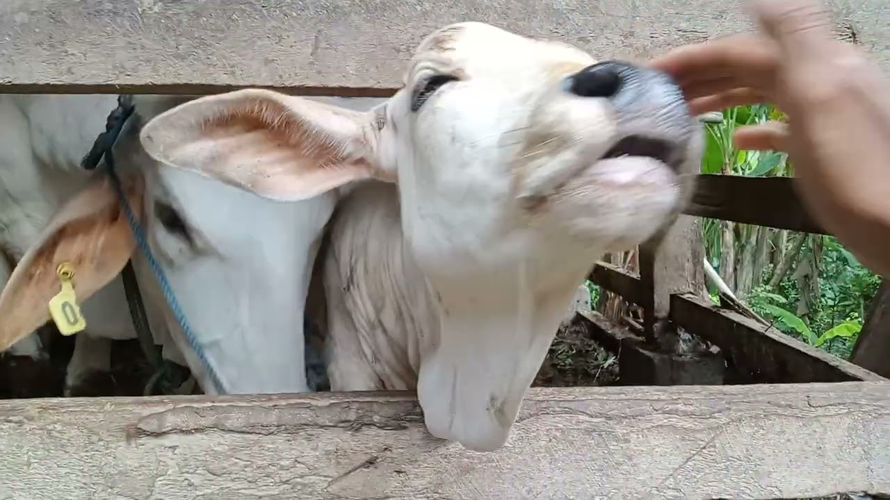 Kembali berkunjung dikandang BP waljiyono,melihat pedet PO yg cantik