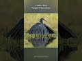 Black Heron | The Umbrella Hunter