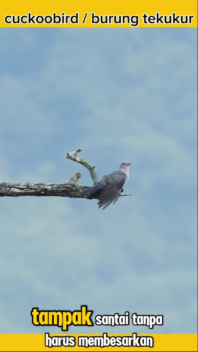 Si penipu ulung|cuckoo bird🐦#shortvideo #burungunik #burung #faktaunik