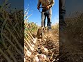"Garlic Harvest Season is HERE! 🧄✨ | Satisfying Garlic Digging with Hand Tool 😍🌾"