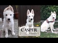 Casper | 2 - 12 Months | White German Shepherd の動画、YouTube動画。