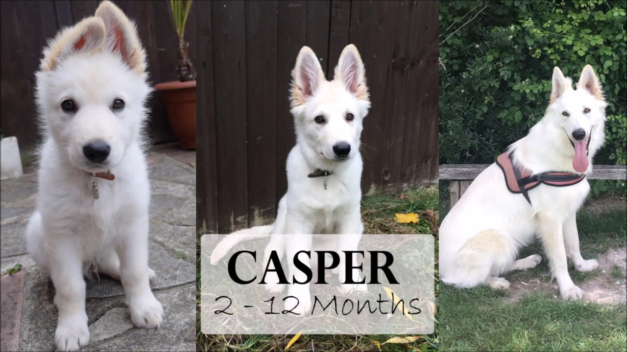 Casper | 2 - 12 Months | White German Shepherd