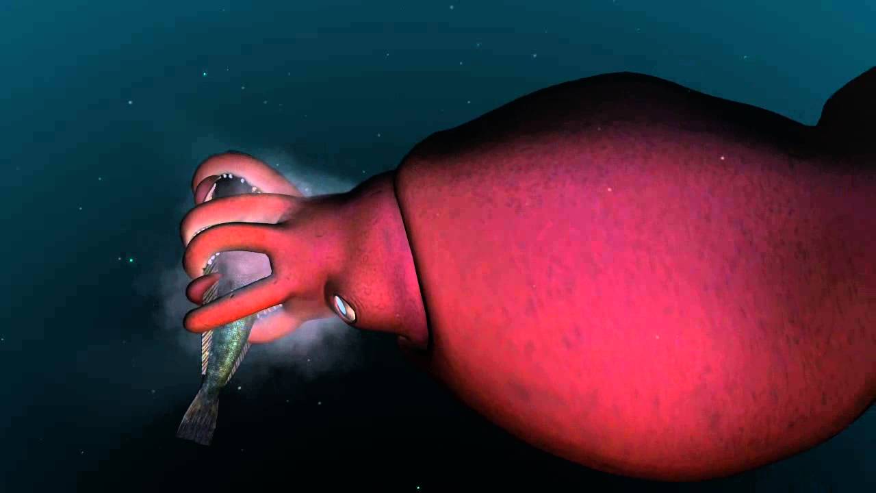 colossal squid display
