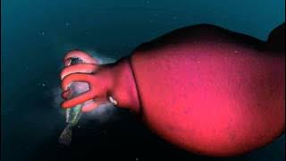 Mysterious world of the colossal squid