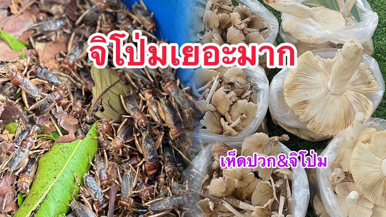 จิโป่มเยอะมาก #หลวงปู่หมุนวัดบ้านจาน #ตลาดลานดอกจานเขมราฐ#อาหารตามฤดูกาล