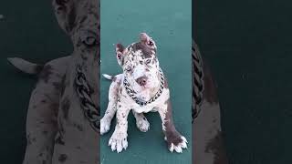 B R A N Dl E Dn #shortvideo #shortvideo #pitbull