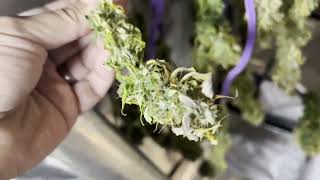 [Autoflower] Series 2 - Pt. 10 - Harvesting Two, Dry Updates for the Other