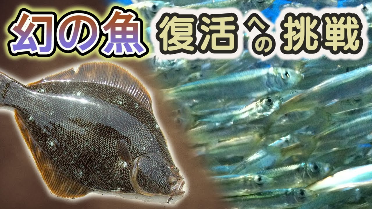 マツカワとニシン 幻の魚 復活への挑戦 ランチタイムセミナー 36 12年７月19日 Youtube