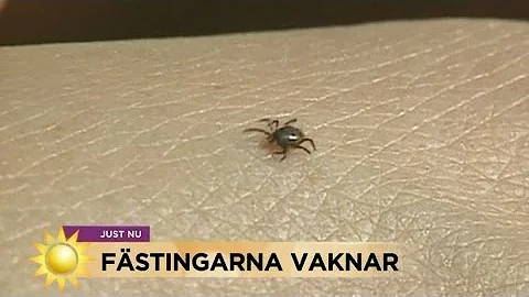 Kan man få fästingar från hundar?