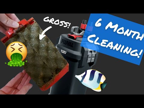 6 Month Filter Cleaning (Fluval 07 Canister Filter) - YouTube