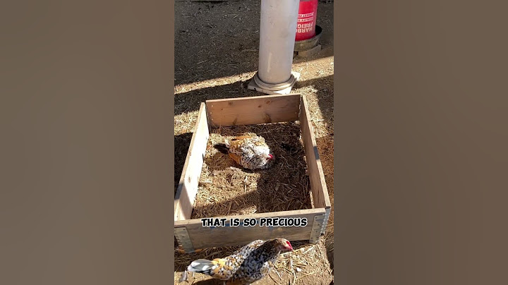 Chickens Need Dust baths!! #raisingchickens