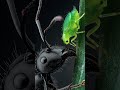La granja invisible: Cómo las hormigas crían y protegen a los pulgones. #shorts #viral #viralshorts