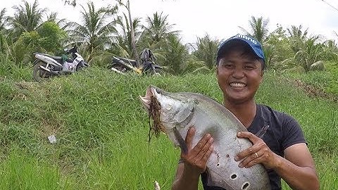 CÂU CÁ THÁC LÁC CƯỜM | MỒI CÂU CÁ THÁC LÁC CƯỜM SIÊU NHẠY