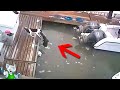 Такое Редко Увидишь! Случаи с Животными Снятые на Камеру / 3 часть