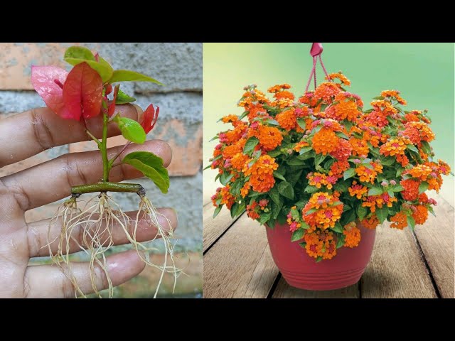 100% Can Replace Aloe Vera, Here'S An Easy Way To Cut Flowers Using Coffee  Grounds - Youtube