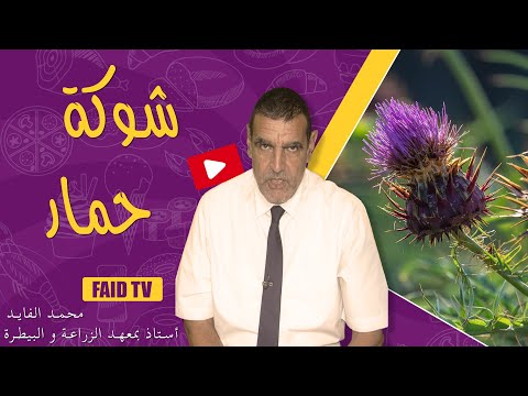 كيف نجعل الجسم ينتج مضادات الأكسدة الدكتور فائد