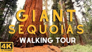 TOUR OF THE WORLDS BIGGEST TREES! Giant Sequoias of Yosemite National Park