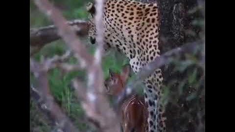 تلاوة رائعة من مسجد الرحمه تراويح 1444ه                            د/عبدالعزيز البطاوي