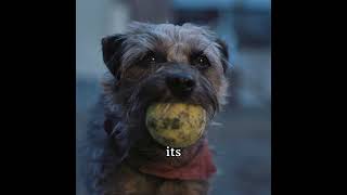 This little dog wants to take revenge on the owner who abandoned it. #shorts