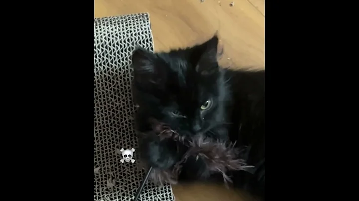 Watch the video about #outtamyhead #mainecoon #cute