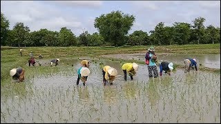 จ้างดำนาทางฝั่งลาววันละ 50000 ดำนาวันแรกของปี. | ດຳນາມື້ທຳອິດ ມ່ວນໆພີ່ນ້ອງ.