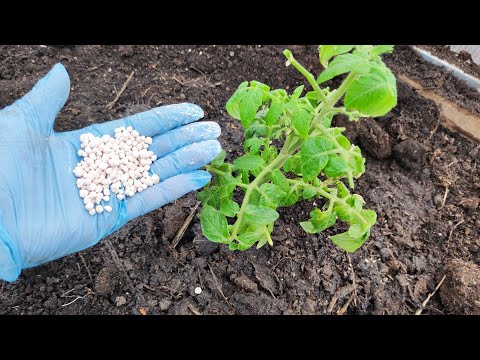 видео: 1 Ложка в Лунку под ТОМАТЫ и даже дохлые помидоры вмиг пойдут в рост и заплодоносят
