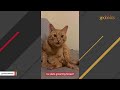 I took a shy shelter cat home. Here's what happened.