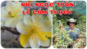 Mai Nhị Ngọc Toàn lá cẩm thạch | 0386569374 - Ngọc Ngân Bến Tre | Chuyên cây độc lạ