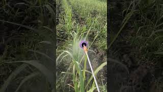 0238 plant insectiside spray