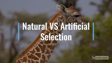 Natural VS Artificial Selection