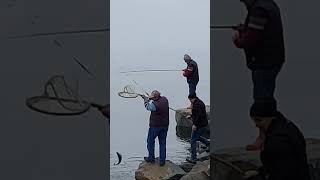 Koca Balık Göz Göre Göre Kaçtı