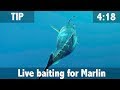 Live baiting for Marlin