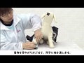 わんにゃんぽえむ 着付け動画 男の子編｜犬や猫の貸衣装ならわんにゃんぽえむ