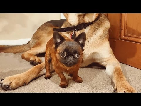 Video: Canine Dwarfism