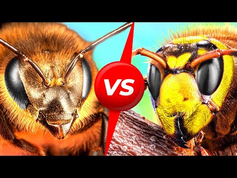 Vídeo: As abelhas marinhas vêem o combate?